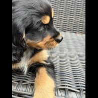 Cocker Spaniel (Working &amp; Show) - Bitches