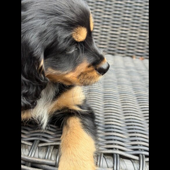 Cocker Spaniel (Working &amp; Show) - Bitches