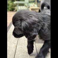 Cocker Spaniel (Working &amp; Show) - Bitches