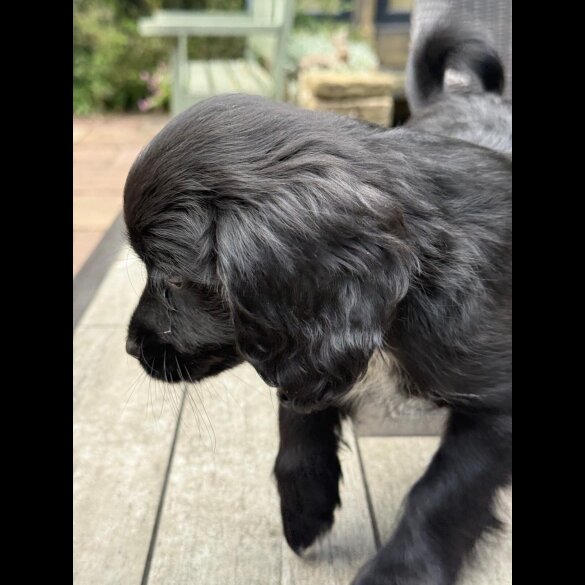Cocker Spaniel (Working &amp; Show) - Bitches