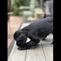 Cocker Spaniel (Working &amp; Show) - Bitches