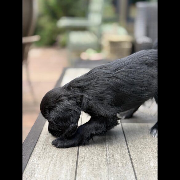 Cocker Spaniel (Working &amp; Show) - Bitches