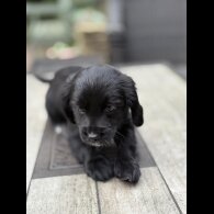 Cocker Spaniel (Working &amp; Show) - Bitches