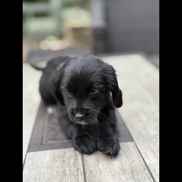 Cocker Spaniel (Working &amp; Show) - Bitches