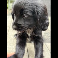 Cocker Spaniel (Working &amp; Show) - Bitches