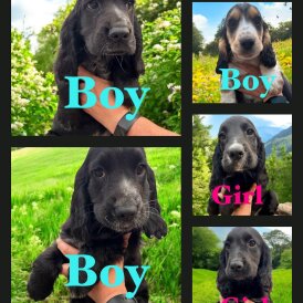 Cocker Spaniel (Working &amp; Show) - Both