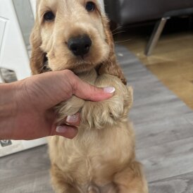 Cocker Spaniel (Working &amp; Show) - Dogs