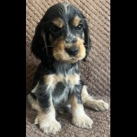 Cocker Spaniel (Working &amp; Show) - Both