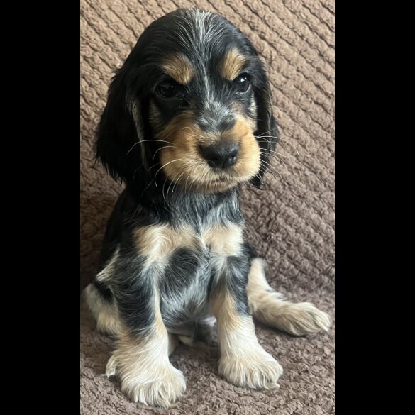 Cocker Spaniel (Working &amp; Show) - Both