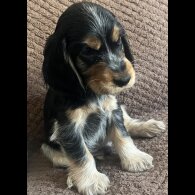 Cocker Spaniel (Working &amp; Show) - Both
