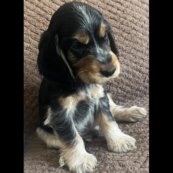 Cocker Spaniel (Working &amp; Show) - Both