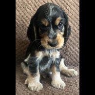 Cocker Spaniel (Working &amp; Show) - Both