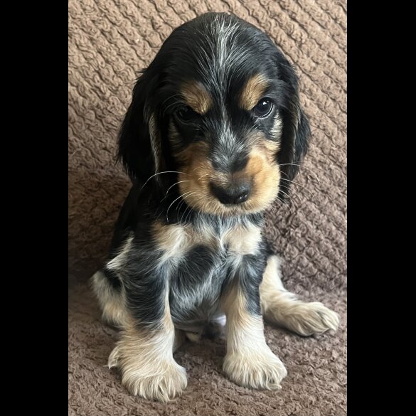 Cocker Spaniel (Working &amp; Show) - Both