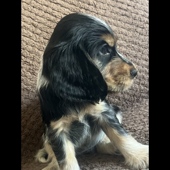 Cocker Spaniel (Working &amp; Show) - Both