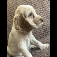 Cocker Spaniel (Working &amp; Show) - Both