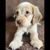 Cocker Spaniel (Working &amp; Show) - Both