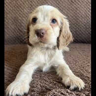 Cocker Spaniel (Working &amp; Show) - Both