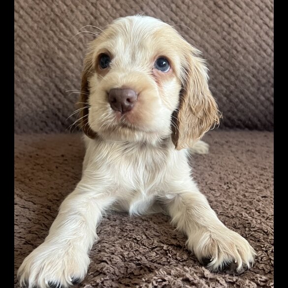 Cocker Spaniel (Working &amp; Show) - Both
