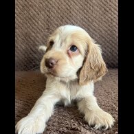 Cocker Spaniel (Working &amp; Show) - Both