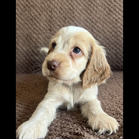 Cocker Spaniel (Working &amp; Show) - Both