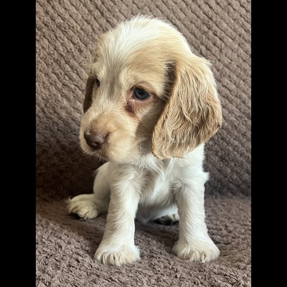 Cocker Spaniel (Working &amp; Show) - Both