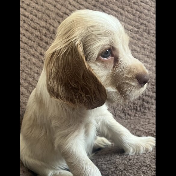 Cocker Spaniel (Working &amp; Show) - Both