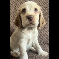 Cocker Spaniel (Working &amp; Show) - Both