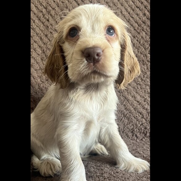 Cocker Spaniel (Working &amp; Show) - Both