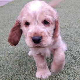 Cocker Spaniel (Working &amp; Show) - Both