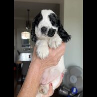 Cocker Spaniel (Working &amp; Show) - Both