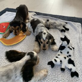 Cocker Spaniel (Working &amp; Show) - Dogs