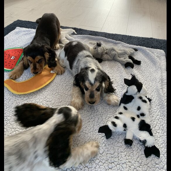 Cocker Spaniel (Working &amp; Show) - Dogs