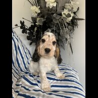 Cocker Spaniel (Working &amp; Show) - Dogs