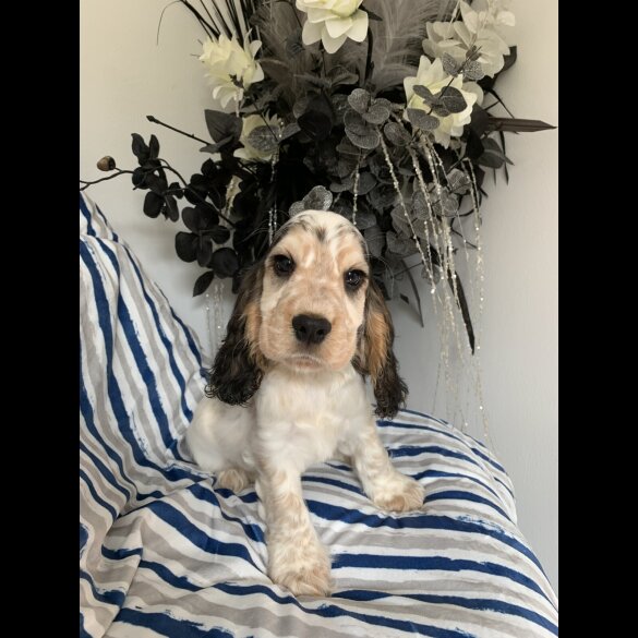 Cocker Spaniel (Working &amp; Show) - Dogs