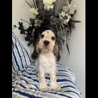 Cocker Spaniel (Working &amp; Show) - Dogs