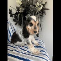 Cocker Spaniel (Working &amp; Show) - Dogs