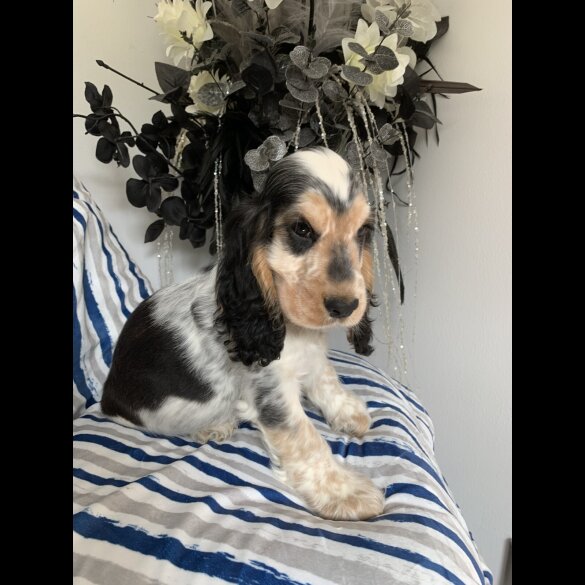 Cocker Spaniel (Working &amp; Show) - Dogs