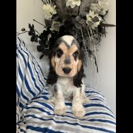 Cocker Spaniel (Working &amp; Show) - Dogs