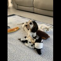 Cocker Spaniel (Working &amp; Show) - Dogs