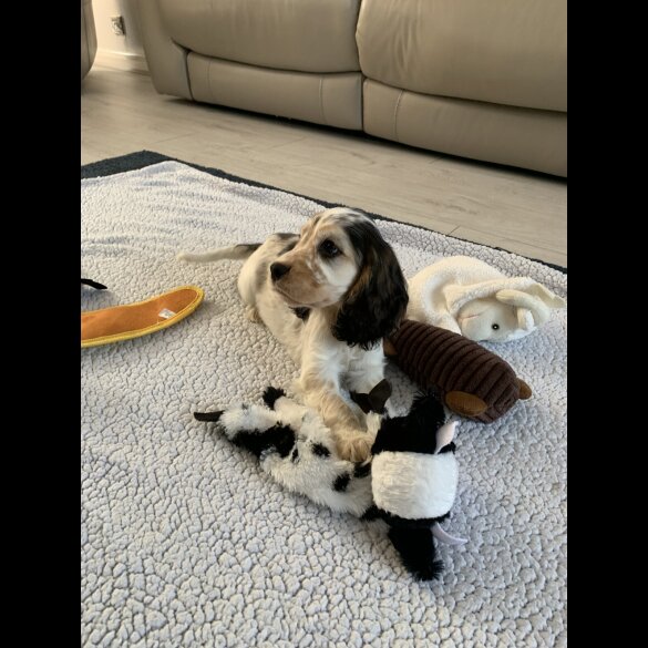 Cocker Spaniel (Working &amp; Show) - Dogs