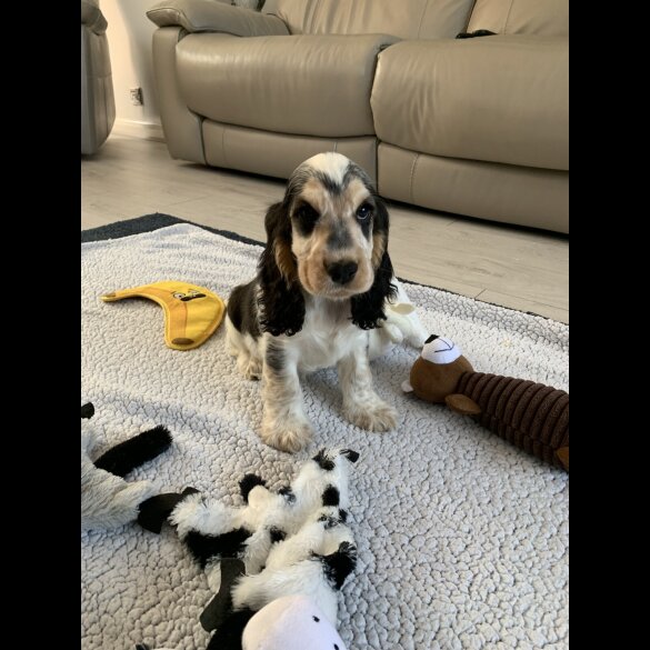 Cocker Spaniel (Working &amp; Show) - Dogs