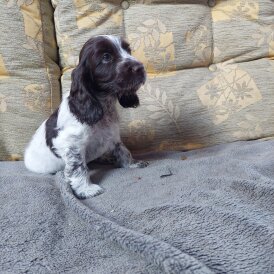 Cocker Spaniel (Working &amp; Show) - Both