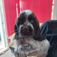 Cocker Spaniel (Working &amp; Show) - Both