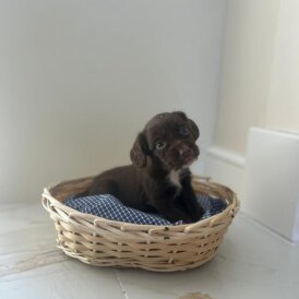 Cocker Spaniel (Working &amp; Show) - Both