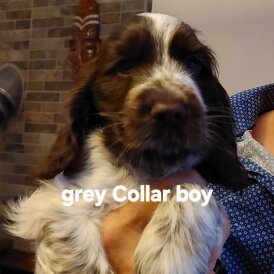 Cocker Spaniel (Working &amp; Show) - Both