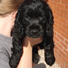 Cocker Spaniel (Working &amp; Show) - Both