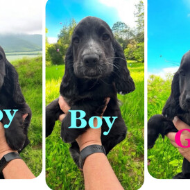 Cocker Spaniel (Working &amp; Show) - Both