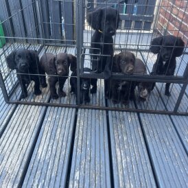 Cocker Spaniel (Working &amp; Show) - Both