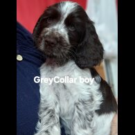 Cocker Spaniel (Working &amp; Show) - Both