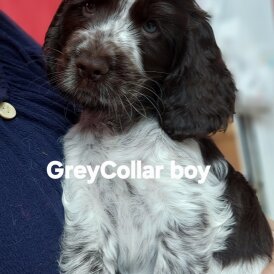 Cocker Spaniel (Working &amp; Show) - Both